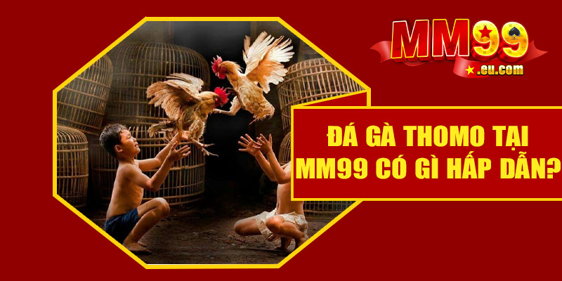 Đá gà Thomo tại MM99 có gì hấp dẫn?