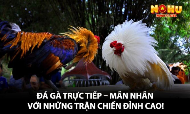Đá Gà Trực Tiếp – Mãn Nhãn Với Những Trận Chiến Đỉnh Cao!