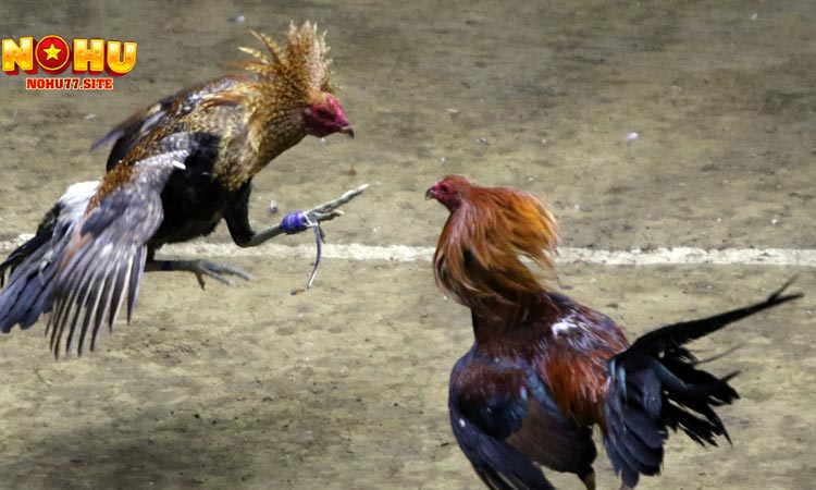 ⚔️ Các thể loại Đá Gà Trực Tiếp phổ biến tại NOHU77